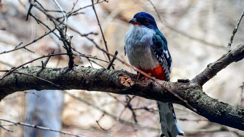 Descubre las especies endémicas de Cuba: aves, mamíferos, reptiles y más 1 TOCORORO CUBANO ENDEMICO